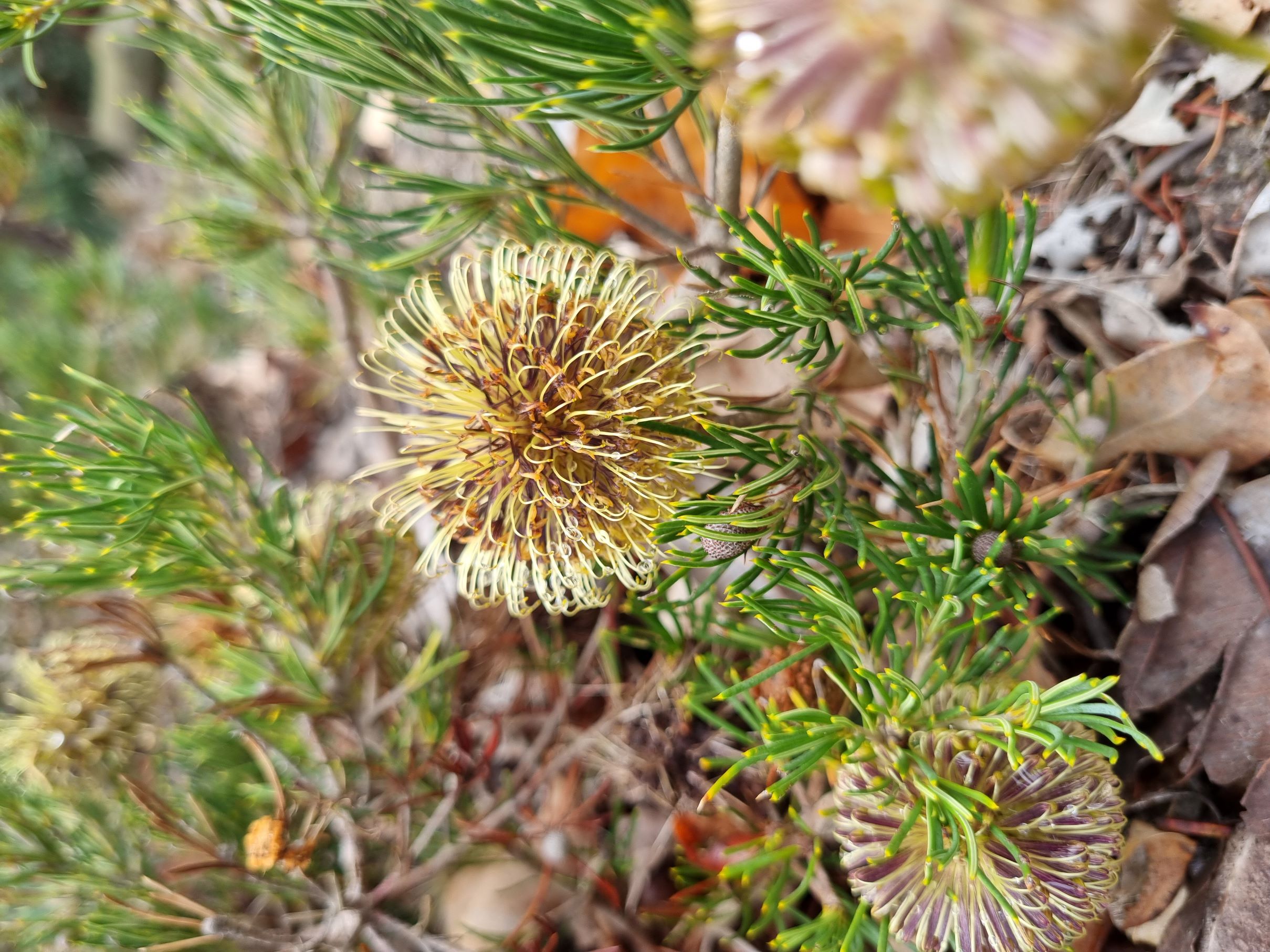 sphaerocarpa var pumilio